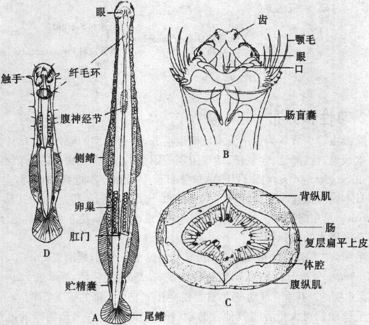 脊骨虫动漫图片